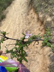 Ruellia