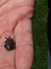 Brochymena quadripustulata