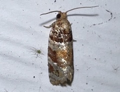 Argyrotaenia kimballi