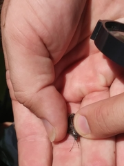 Brochymena quadripustulata