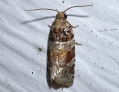 Argyrotaenia kimballi