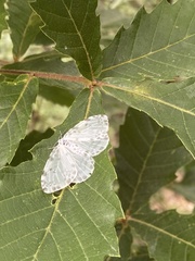 Lepidoptera