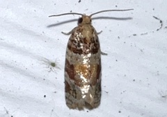 Argyrotaenia kimballi
