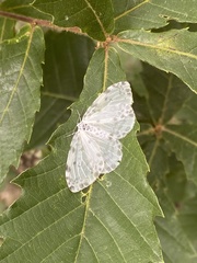Lepidoptera