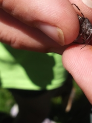 Brochymena quadripustulata