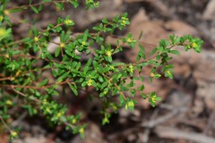 Pimelea hewardiana