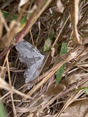 Lepidoptera