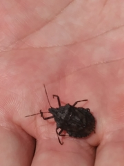 Brochymena quadripustulata