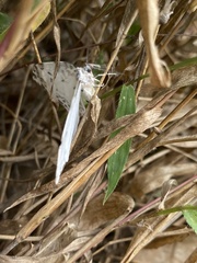 Lepidoptera