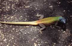 Platysaurus intermedius rhodesianus