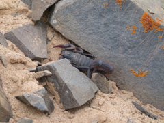 Parabuthus villosus