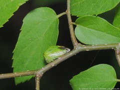 Stictocephala militaris