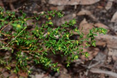 Pimelea hewardiana