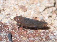Osbornellus rotundus