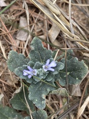 Ajuga