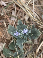 Ajuga