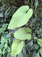 Aristolochia shimadae