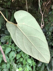 Aristolochia shimadae