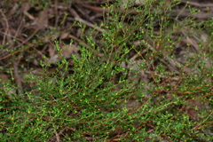 Pimelea hewardiana