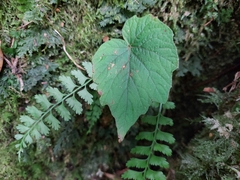 Begonia flaviflora