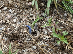 Plestiodon brevirostris