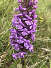 Gymnadenia conopsea