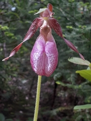 Cypripedium acaule image
