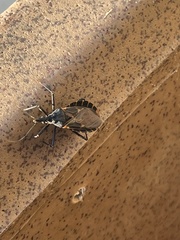 Triatoma gerstaeckeri