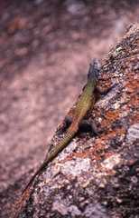 Platysaurus intermedius rhodesianus
