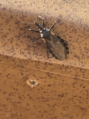 Triatoma gerstaeckeri