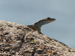Platysaurus intermedius rhodesianus