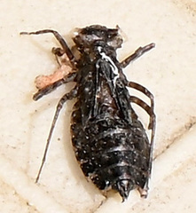 Epitheca spinigera