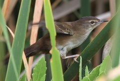 Bradypterus baboecala