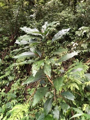 Strobilanthes longespicatus