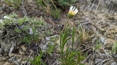 Erigeron radicatus