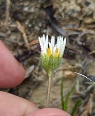 Erigeron radicatus