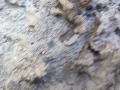 Dorymyrmex bicolor