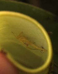 Thomisus nepenthiphilus