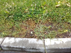 Sisymbrium officinale