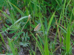 Coenonympha