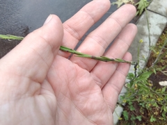 Sisymbrium officinale