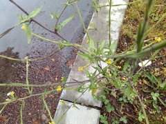 Sisymbrium officinale