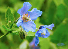 Meconopsis betonicifolia
