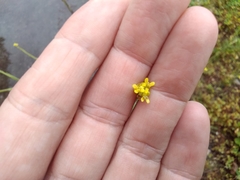 Sisymbrium officinale