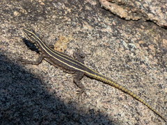 Platysaurus intermedius rhodesianus