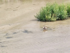 Alopochen aegyptiaca