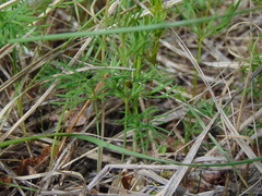 Kadenia dubia
