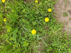 Taraxacum officinale