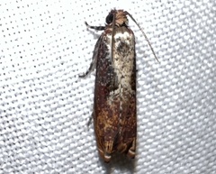 Episimus tyrius