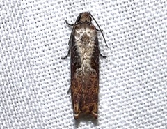 Episimus tyrius
